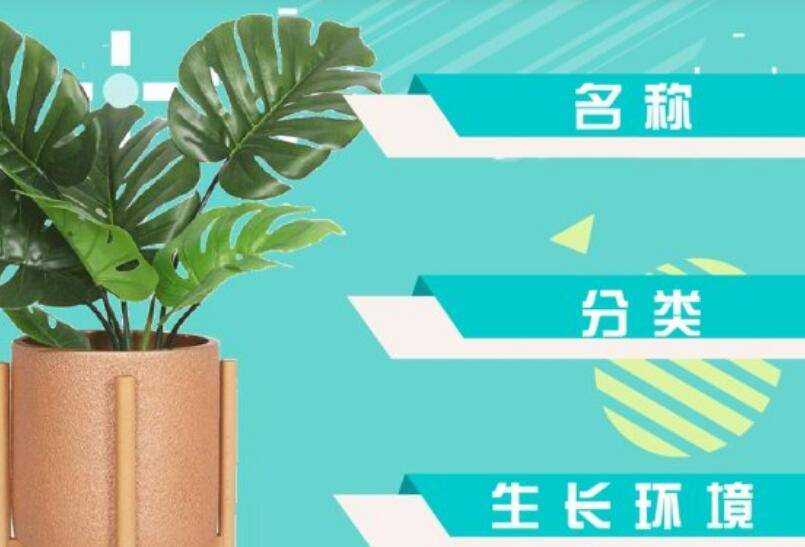 绿萝的记录卡怎么写 绿萝的记录卡怎么写