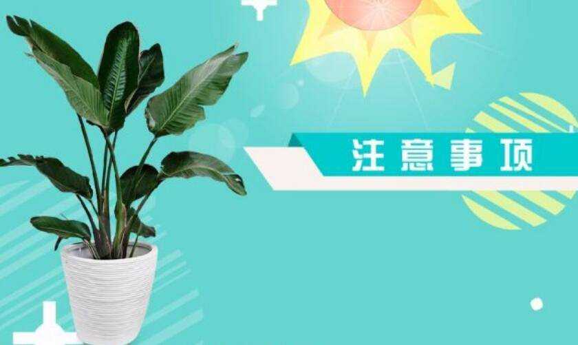 绿萝的记录卡怎么写 绿萝的记录卡怎么写