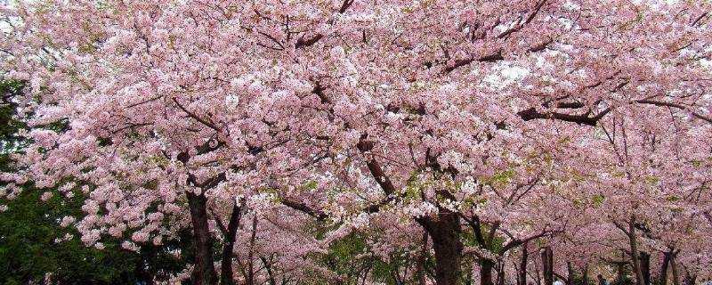 樱桃花开了怎么发朋友圈 樱桃花开了怎么发朋友圈